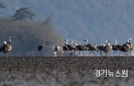 멸종위기종 피난처 된 순천만, 박람회 이후 세계적인 명소로 부각