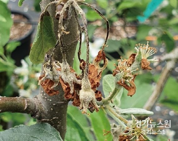 청주시, 과수화상병 방제 철저