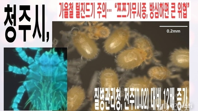 청주시, 가을철 털진드기 주의…“쯔쯔가무시증, 방심하면 큰 위협”