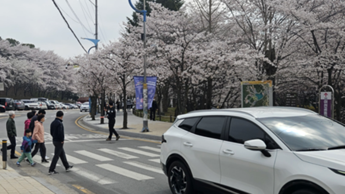 이천 설봉공원 벚꽃 만개… 상춘객 급증