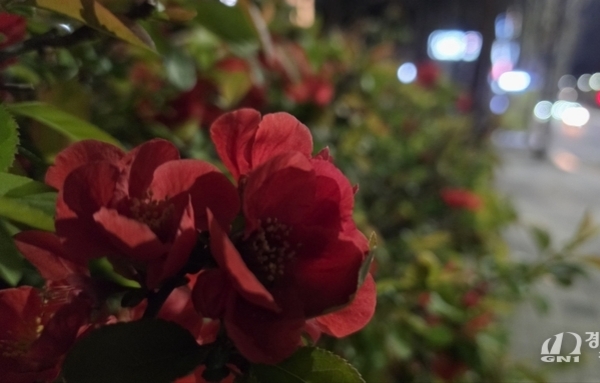 [동화] 향기로운 작은 사과, 명자의 전설