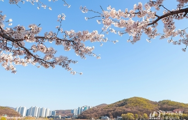 벚꽃 비 내린 시흥, 도심 곳곳 봄꽃 절정