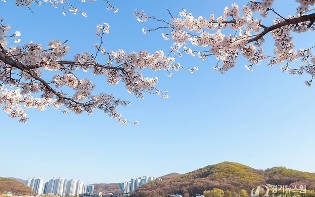 벚꽃 비 내린 시흥, 도심 곳곳 봄꽃 절정