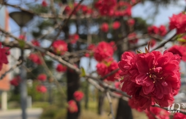 홍매화..화양연화