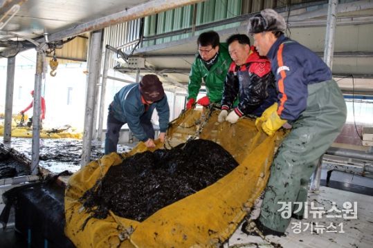 장흥군, ‘김산업 진흥구역 지정’ 프리미엄 김 생산 탄력