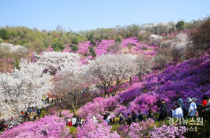 원미산 진달래동산에 만개한 봄꽃 사이로 시민들이 줄지어 거닐고 있다.
