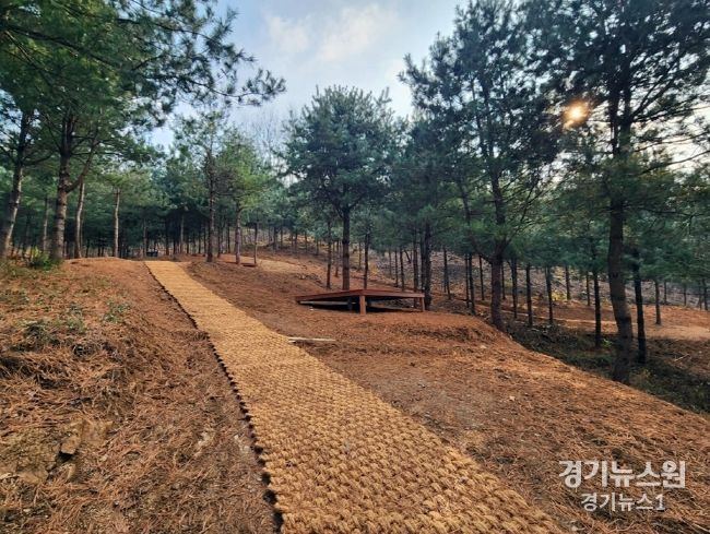 자일 산림욕장 산책길 사진