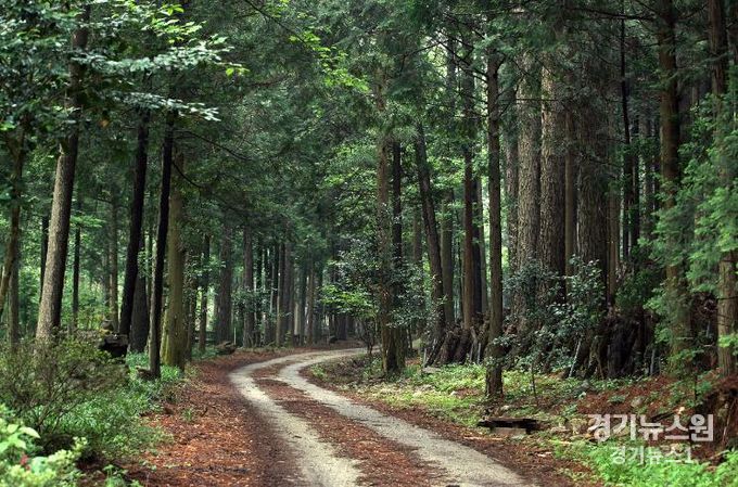 강진군 산림욕과 물놀이를 함께...초당림으로 오세요!