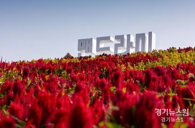 신안군 전국 최대 규모, 2024 섬 맨드라미축제 개최!