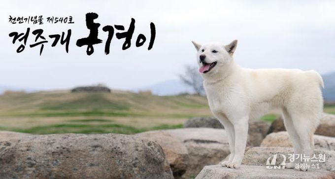 경주 토종견 ‘경주개 동경이’