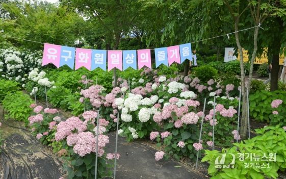 제4회 공주 유구색동수국정원 꽃 축제