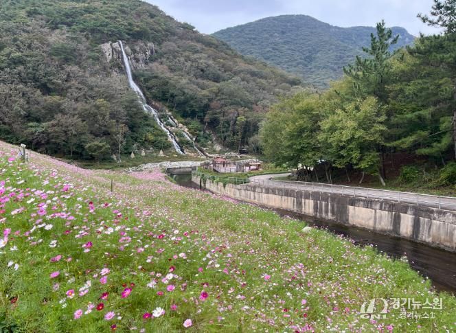 단풍과 코스모스가 어우러진 선운산, 가을 힐링 명소 인기