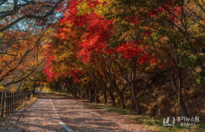 울긋불긋 단풍·은빛 억새…빛고을의 가을 파노라마