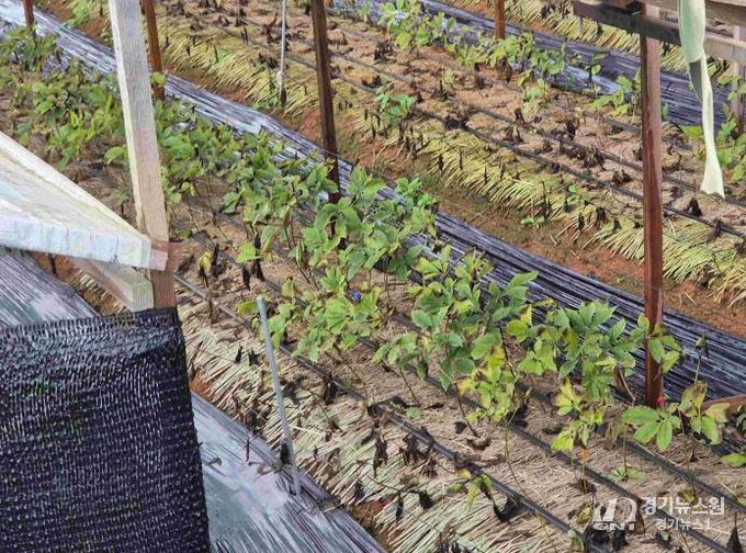 안성시, 농업시설 폭설·한파 사전대비 및 현장점검 실시