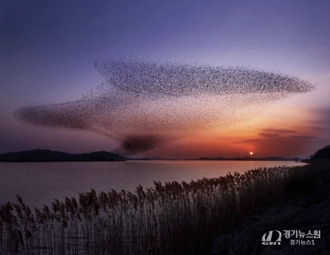 서천군, ‘2025 서천철새여행’ 29~30일 개최