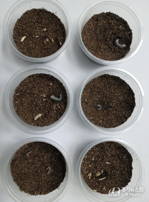 의왕 조류생태과학관, 멸종위기 두점박이사슴벌레 2세대 번식 성공