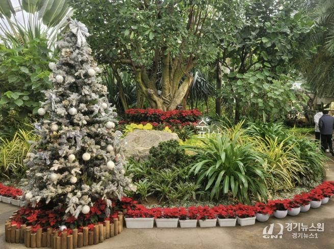 부천호수식물원 수피아 입구 크리스마스 트리 전시 모습