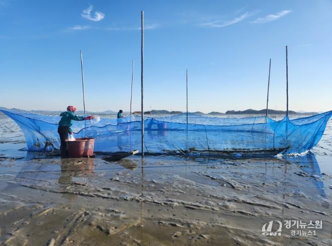 가리맛조개 종자, 살포 사진