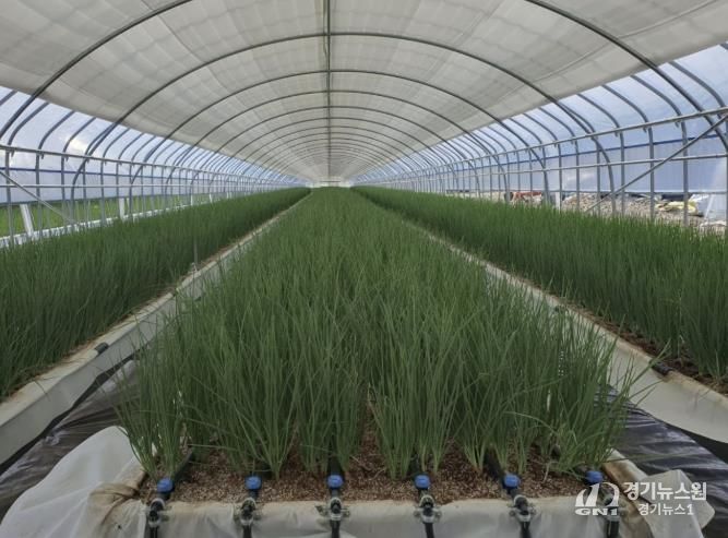 쪽파 양액재배 사진