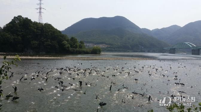 가평군, 5~6월 산란기 민물가마우지 집중 포획