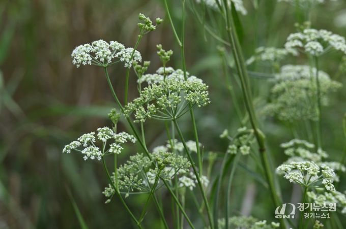멸종위기 야생생물 II급 서울개발나물(꽃)