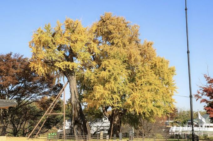 당진 면천 은행나무 사진