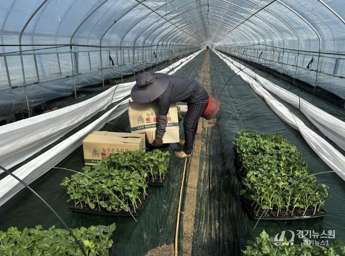 중소형수박 정식 현장 사진