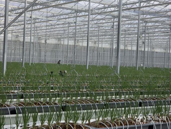 봉화군, 임대형 스마트팜 A동 2구역 쪽파 수확 앞둬