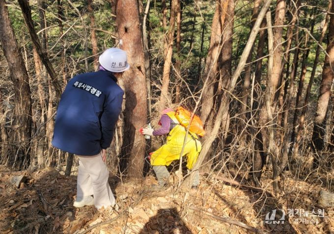 소나무재선충병 예방나무주사 사업지 점검