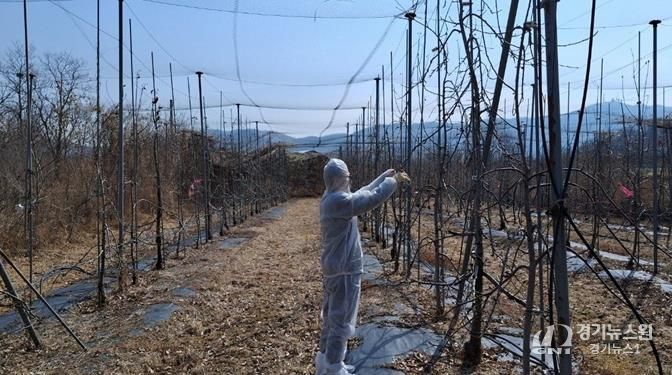 파주시, 과수 화상병 방제 약제 보급 및 예찰 본격 추진