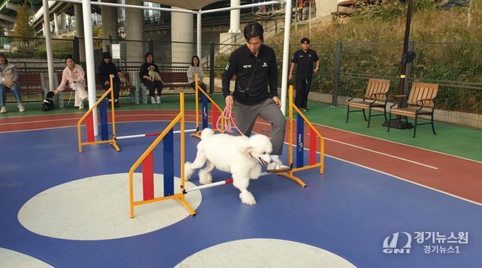 2025년 반려동물 문화교실에 참여한 반려견이 어질리티 교육을 받고있다