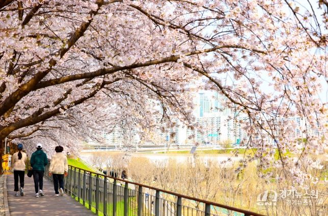 지난해 방문객들이 도림천 벚꽃길을 산책하고 있다.