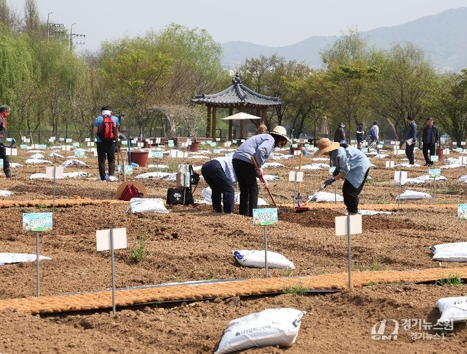 세곡천 힐링텃밭 개장식에서 모종을 심는 구민들