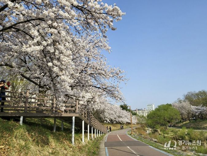 성남시, 벚꽃길 명소 9경