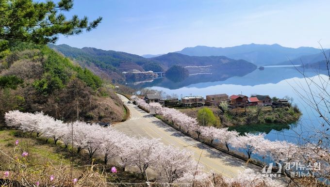 진안군, 늦게 피어 더 여유로운 진안고원 벚꽃 여행 추천(용담호)