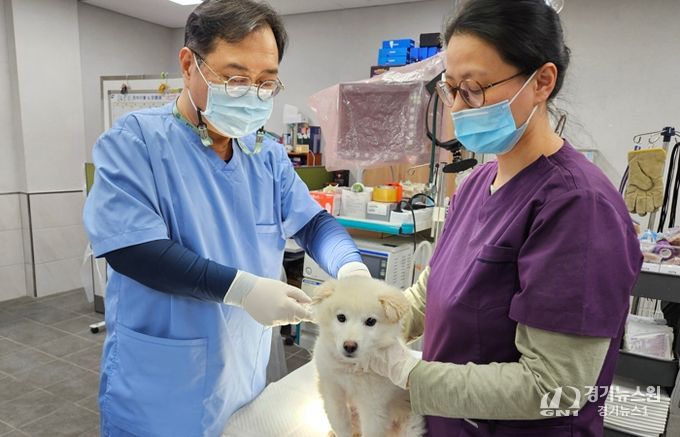 반려견 접종 사진