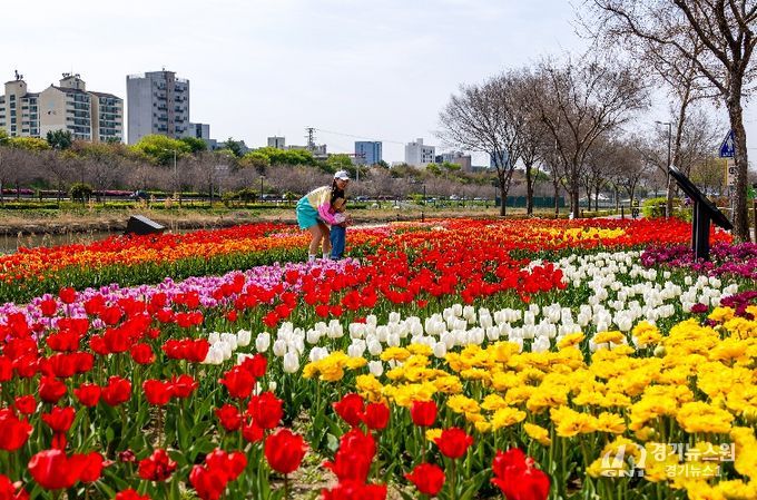 동대문구, 중랑천 사계정원에 튤립 활짝…봄 산책길 물들였다